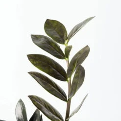 Glücksfeder 'Raven', Schwarz, Topf-Ø 14 Cm, Höhe Ca. 45 Cm -Biohort Gartenarbeit Geschaft 0250300121 Zamioculcas Raven T14 2 117629