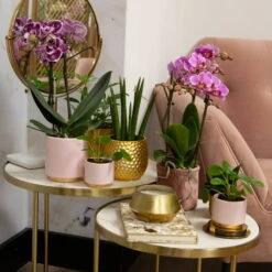 Phalaenopsis, Gesprenkelte Sorten, 2 Rispen, Topf-Ø 9 Cm, Höhe Ca. 30 Cm -Biohort Gartenarbeit Geschaft 0290100045 0290100046