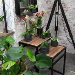 Phalaenopsis, Gesprenkelte Sorten, 2 Rispen, Topf-Ø 9 Cm, Höhe Ca. 30 Cm -Biohort Gartenarbeit Geschaft 0290100046 0250200535