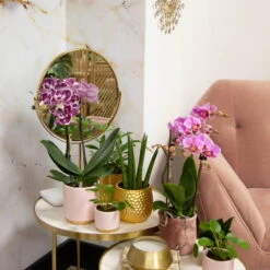 Phalaenopsis, Gesprenkelte Sorten, 2 Rispen, Topf-Ø 9 Cm, Höhe Ca. 30 Cm -Biohort Gartenarbeit Geschaft 0290100046 0290100045