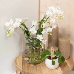 Phalaenopsis, Weißtöne, 2 Rispen, Topf-Ø 9cm, Mit Keramikübertopf, Höhe Ca. 30cm -Biohort Gartenarbeit Geschaft 0290100060 3