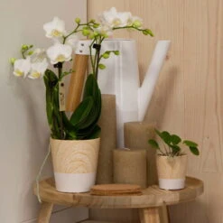 Phalaenopsis, Weißtöne, 2 Rispen, Topf-Ø 9cm, Mit Keramikübertopf, Höhe Ca. 30cm