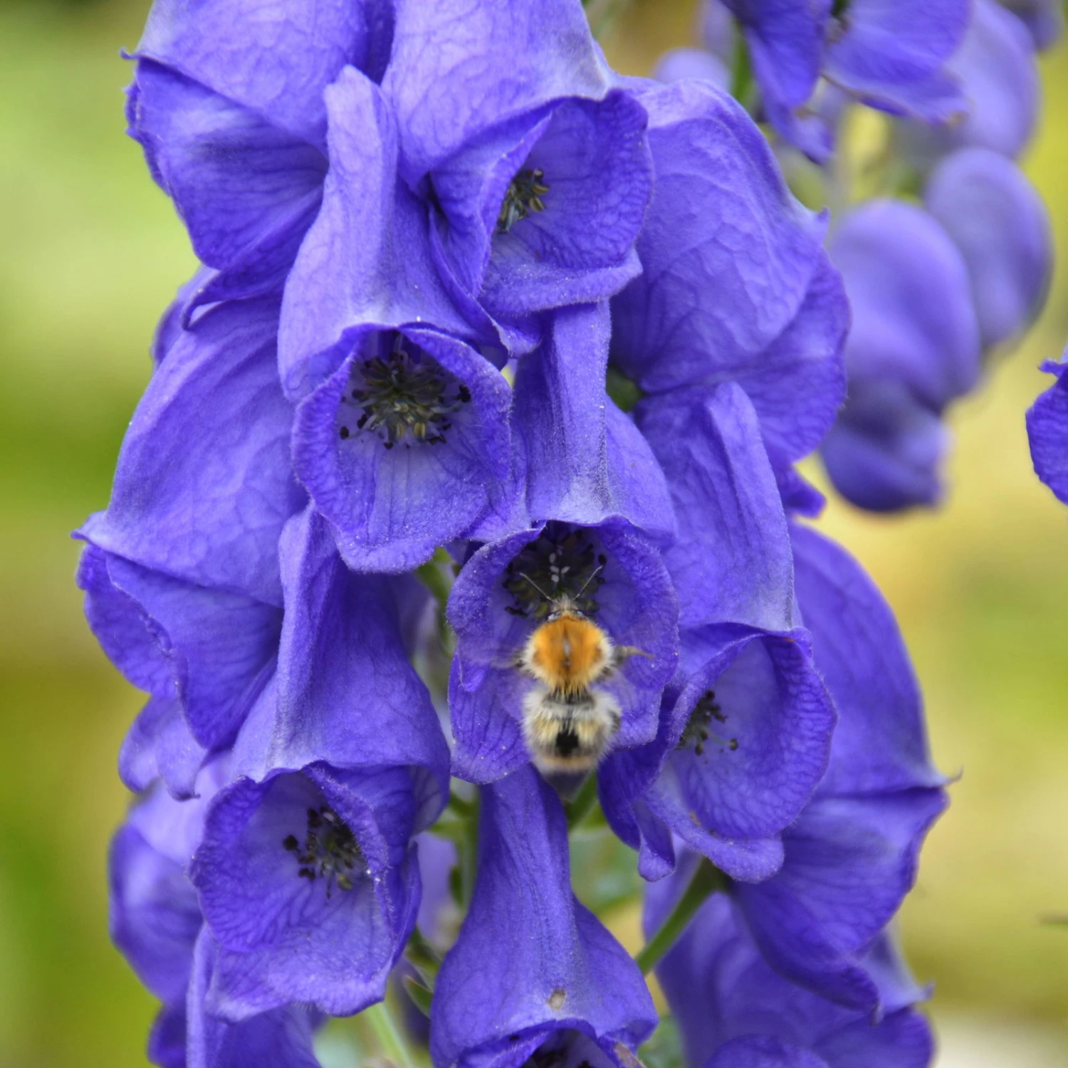 Schattenstauden Set, 18 Pflanzen Für 3 M², Bunt 6 Schattenstauden Set, 18 Pflanzen Für 3 M², Bunt – Bild 6