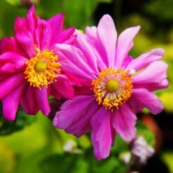 Schattenstauden Set, 18 Pflanzen Für 3 M², Bunt 24 Schattenstauden Set, 18 Pflanzen Für 3 M², Bunt -Biohort Gartenarbeit Geschaft 0310100044 anemone japonica Prinz Heinrich tk 122490