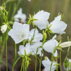 Schattenstauden Set, 18 Pflanzen Für 3 M², Bunt 25 Schattenstauden Set, 18 Pflanzen Für 3 M², Bunt -Biohort Gartenarbeit Geschaft 0310100128 campanula grandiflora 122683