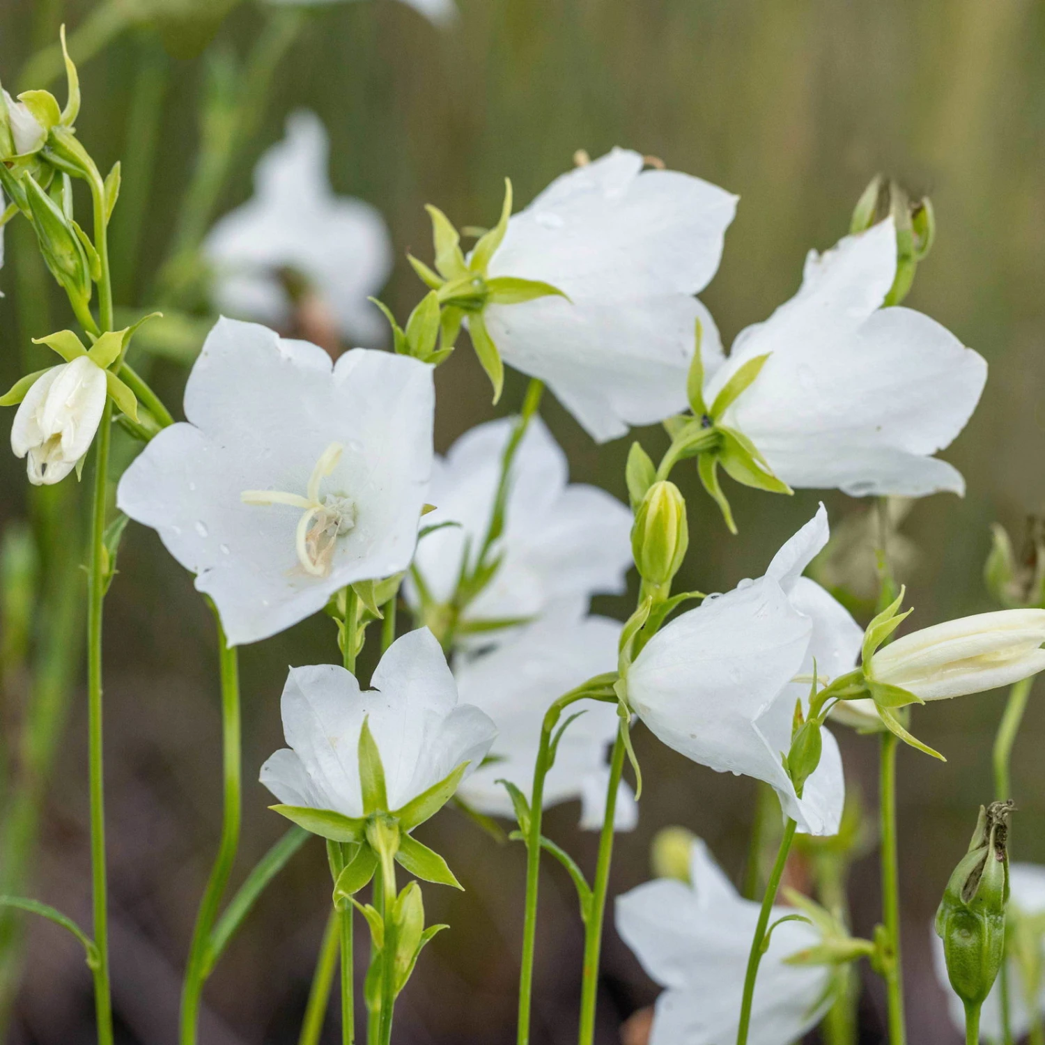 Schattenstauden Set, 18 Pflanzen Für 3 M², Bunt 12 Schattenstauden Set, 18 Pflanzen Für 3 M², Bunt – Bild 12