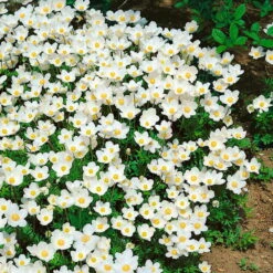 Anemone Sylvestris Weiß, Topf-Ø 9 Cm, 3er-Set -Biohort Gartenarbeit Geschaft 0310101473 Anemone sylvestris Koelle 9 cm Topf weiss 44393