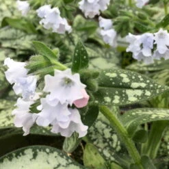 Lungenkraut 'Opal' Hellblau, Topf-Ø 12 Cm, 3er-Set 7 Lungenkraut 'Opal' Hellblau, Topf-Ø 12 Cm, 3er-Set -Biohort Gartenarbeit Geschaft 0310150217 Pulmonaria Opal hellblau1 76913