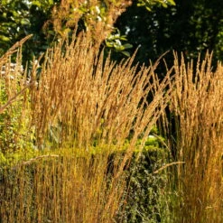 Bio Reitgras 'Karl Förster', Topf-Ø 11 Cm, 3er-Set -Biohort Gartenarbeit Geschaft 0310300400 Calamagrostis acut Karl Foerster 3 81624