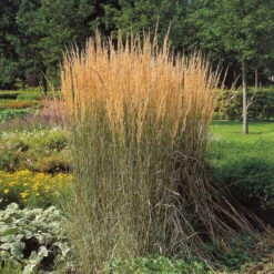 Bio Reitgras 'Karl Förster', Topf-Ø 11 Cm, 3er-Set -Biohort Gartenarbeit Geschaft 0310300400 Calamagrostis Karl Foerster Koelles Beste 11cm Topf 4890