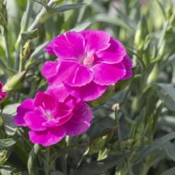 Duftnelken 'Peman' Pink, Topf-Ø 12/13 Cm, 6er-Set -Biohort Gartenarbeit Geschaft 0310501037 Dianthus Peman 3er Set 87643