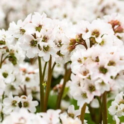 Schattenstauden Set, 18 Pflanzen Für 3 M², Bunt 18 Schattenstauden Set, 18 Pflanzen Für 3 M², Bunt -Biohort Gartenarbeit Geschaft 0319100267 Bergenia Schneekristall weiss1.jpg 84692