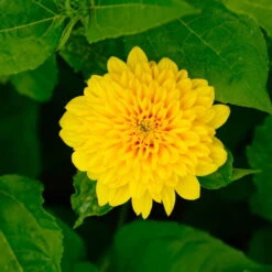 Stauden-Sonnenblume 'Soleil D'Or' Goldgelb, Topf-Ø 11 Cm, 3er-Set -Biohort Gartenarbeit Geschaft 0319100328 Helianthus decapet Soleil dOr 3er Set 7 113911