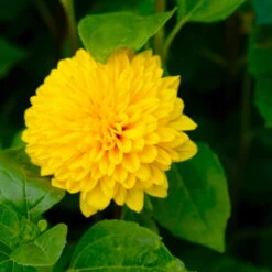 Stauden-Sonnenblume 'Soleil D'Or' Goldgelb, Topf-Ø 11 Cm, 3er-Set -Biohort Gartenarbeit Geschaft 0319100328 Helianthus decapet Soleil dOr 3er Set 8 113910