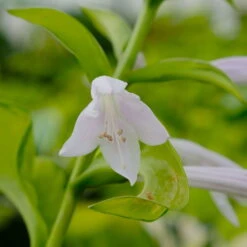 Funkie 'Stained Glass' Hellviolett, Topf-Ø 11 Cm, 3er-Set -Biohort Gartenarbeit Geschaft 0319100343 Hosta Stained Glass 3er Set 8 113852