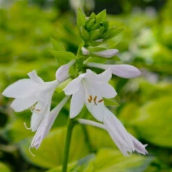 Funkie 'Stained Glass' Hellviolett, Topf-Ø 11 Cm, 3er-Set -Biohort Gartenarbeit Geschaft 0319100343 Hosta Stained Glass 3er Set 9 113851
