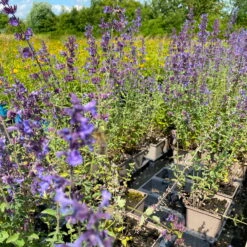 Katzenminze 'Walkers Low' Blau, Topf-Ø 11 Cm, 3er-Set -Biohort Gartenarbeit Geschaft 0319100366 Nepeta faassenii Walkers Low 3er Set 3 113706