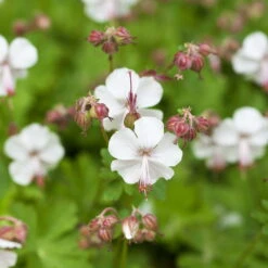 Schattenstauden Set, 18 Pflanzen Für 3 M², Bunt 23 Schattenstauden Set, 18 Pflanzen Für 3 M², Bunt -Biohort Gartenarbeit Geschaft 0319100480 Geranium cantab Biokovo 3er Set weiss 1 107560