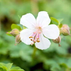 Schattenstauden Set, 18 Pflanzen Für 3 M², Bunt 22 Schattenstauden Set, 18 Pflanzen Für 3 M², Bunt -Biohort Gartenarbeit Geschaft 0319100480 Geranium cantab Biokovo 3er Set weiss 2 107561