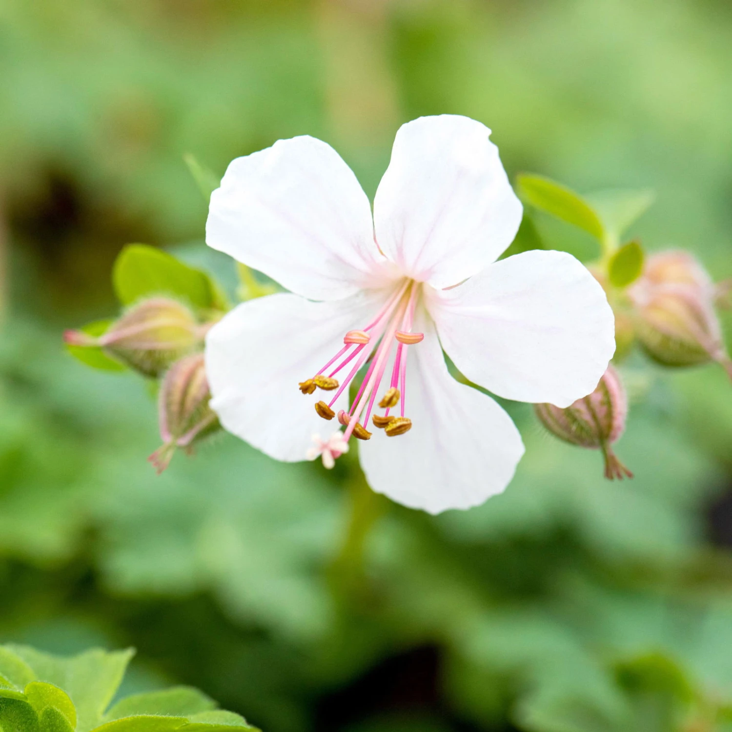 Schattenstauden Set, 18 Pflanzen Für 3 M², Bunt 9 Schattenstauden Set, 18 Pflanzen Für 3 M², Bunt – Bild 9