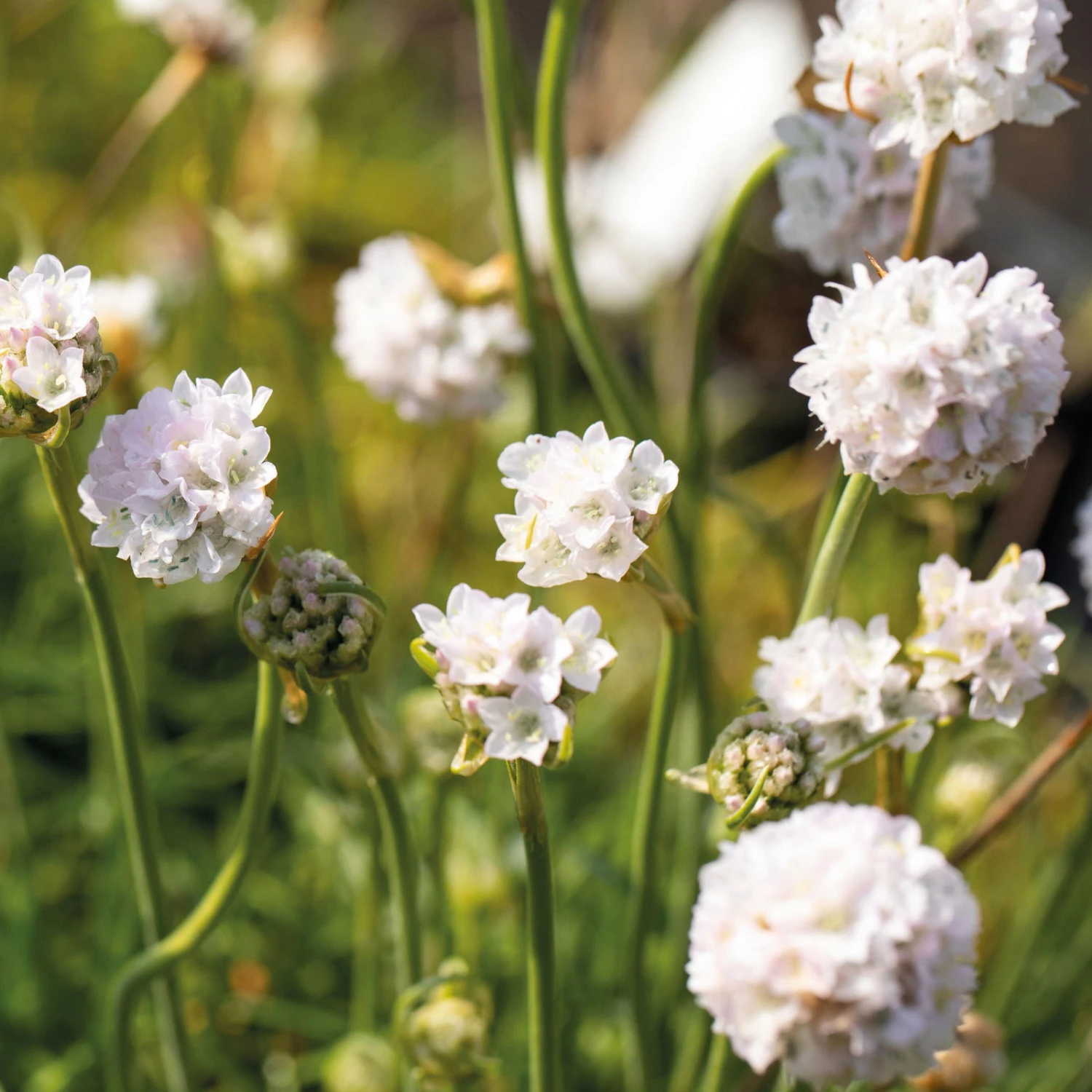 Grasnelke Weiß, Topf-Ø 12 Cm, 3er-Set 1 Grasnelke Weiß, Topf-Ø 12 Cm, 3er-Set