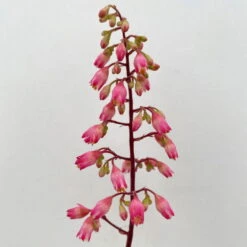 Purpurglöckchen 'Peppermint Spice' Grün-rosa, Topf-Ø 12 Cm, 3er-Set 13 Purpurglöckchen 'Peppermint Spice' Grün-rosa, Topf-Ø 12 Cm, 3er-Set -Biohort Gartenarbeit Geschaft 0319100530 Heuchera Peppermint Spice 12cm Blatt dunkelgruen 3er Set 10 114716