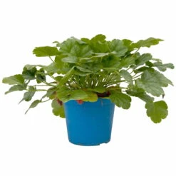 Purpurglöckchen 'Peppermint Spice' Grün-rosa, Topf-Ø 12 Cm, 3er-Set 16 Purpurglöckchen 'Peppermint Spice' Grün-rosa, Topf-Ø 12 Cm, 3er-Set -Biohort Gartenarbeit Geschaft 0319100530 Heuchera Peppermint Spice 12cm Blatt dunkelgruen 3er Set 2 114777