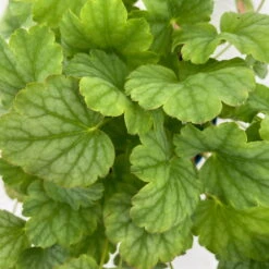 Purpurglöckchen 'Peppermint Spice' Grün-rosa, Topf-Ø 12 Cm, 3er-Set