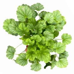 Purpurglöckchen 'Peppermint Spice' Grün-rosa, Topf-Ø 12 Cm, 3er-Set 17 Purpurglöckchen 'Peppermint Spice' Grün-rosa, Topf-Ø 12 Cm, 3er-Set -Biohort Gartenarbeit Geschaft 0319100530 Heuchera Peppermint Spice 12cm Blatt dunkelgruen 3er Set 5 114778