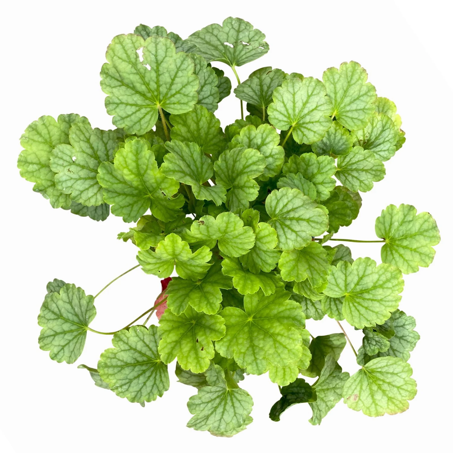 Purpurglöckchen 'Peppermint Spice' Grün-rosa, Topf-Ø 12 Cm, 3er-Set 8 Purpurglöckchen 'Peppermint Spice' Grün-rosa, Topf-Ø 12 Cm, 3er-Set – Bild 8