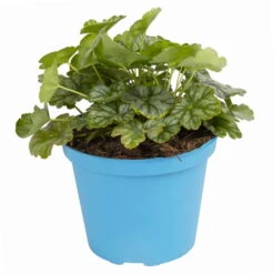 Purpurglöckchen 'Peppermint Spice' Grün-rosa, Topf-Ø 12 Cm, 3er-Set 14 Purpurglöckchen 'Peppermint Spice' Grün-rosa, Topf-Ø 12 Cm, 3er-Set -Biohort Gartenarbeit Geschaft 0319100530 Heuchera Peppermint Spice 12cm Blatt dunkelgruen 1 114775