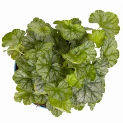 Purpurglöckchen 'Peppermint Spice' Grün-rosa, Topf-Ø 12 Cm, 3er-Set 15 Purpurglöckchen 'Peppermint Spice' Grün-rosa, Topf-Ø 12 Cm, 3er-Set -Biohort Gartenarbeit Geschaft 0319100530 Heuchera Peppermint Spice 12cm Blatt dunkelgruen 2 114776