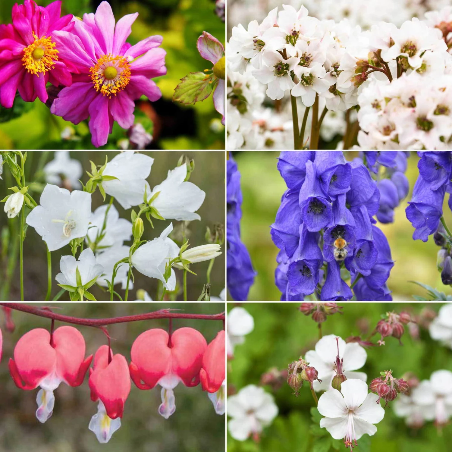 Schattenstauden Set, 18 Pflanzen Für 3 M², Bunt 2 Schattenstauden Set, 18 Pflanzen Für 3 M², Bunt – Bild 2