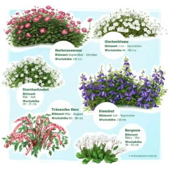 Schattenstauden Set, 18 Pflanzen Für 3 M², Bunt 16 Schattenstauden Set, 18 Pflanzen Für 3 M², Bunt -Biohort Gartenarbeit Geschaft 0319100546 Schatten Staudenset 3m2 2 122224