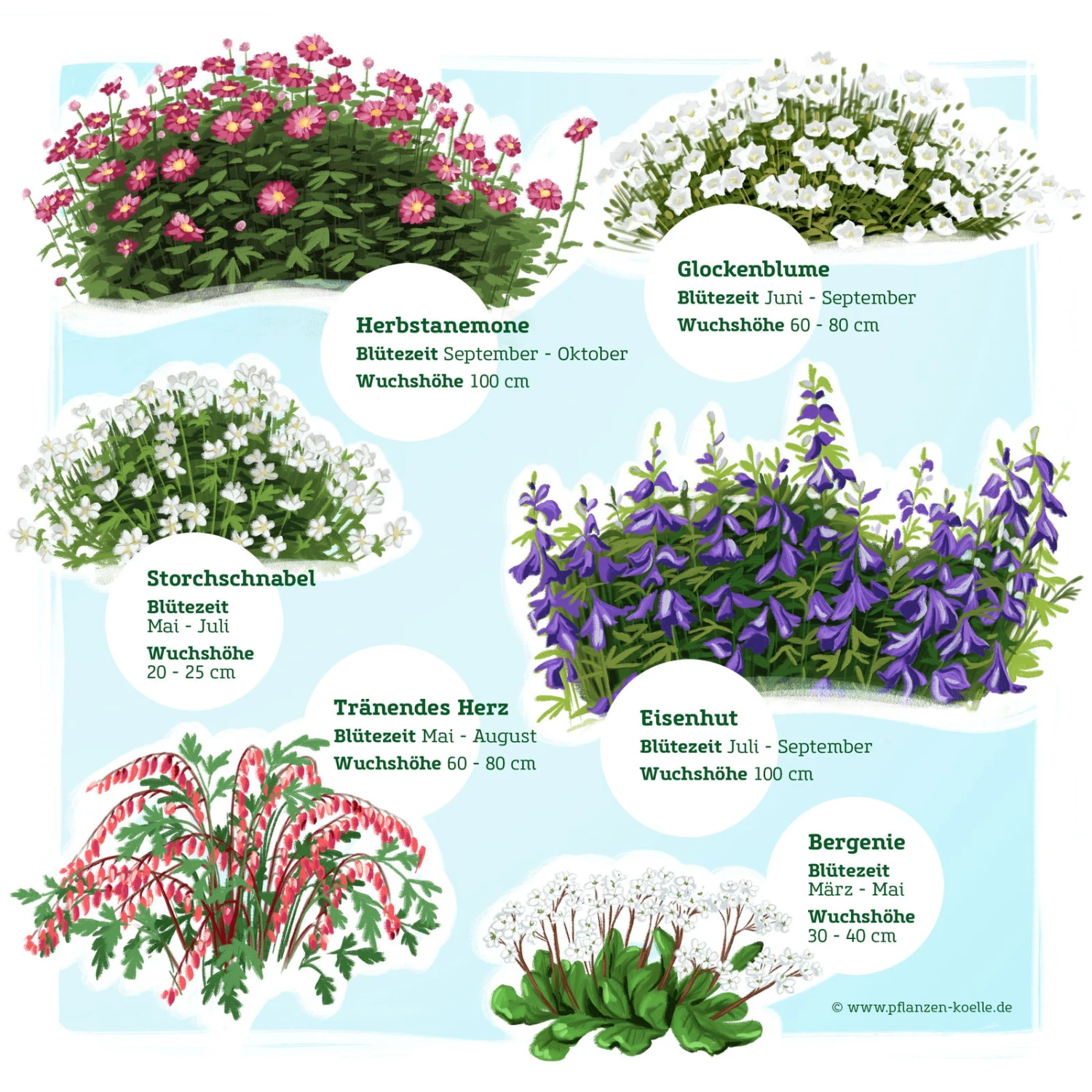 Schattenstauden Set, 18 Pflanzen Für 3 M², Bunt 3 Schattenstauden Set, 18 Pflanzen Für 3 M², Bunt – Bild 3