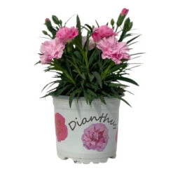 Stauden-Nelke 'I Love U', Pink-rosa-weiß, Topf-Ø 11 Cm, 6er-Set -Biohort Gartenarbeit Geschaft 0319200049 Dianthus IloveU 6er Set 2 111199