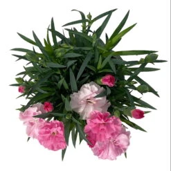 Stauden-Nelke 'I Love U', Pink-rosa-weiß, Topf-Ø 11 Cm, 6er-Set -Biohort Gartenarbeit Geschaft 0319200049 Dianthus IloveU 6er Set 5 111201
