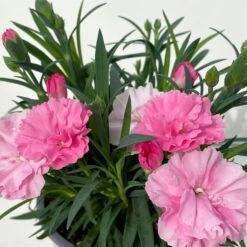 Stauden-Nelke 'I Love U', Pink-rosa-weiß, Topf-Ø 11 Cm, 6er-Set -Biohort Gartenarbeit Geschaft 0319200049 Dianthus IloveU 6er Set 7 111164