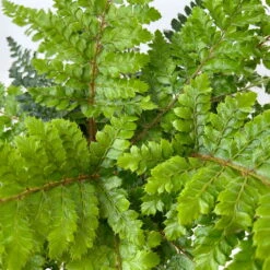 Japanischer Schildfarn, Topf-Ø 17 Cm, 2er-Set -Biohort Gartenarbeit Geschaft 0319200160 polystichum polyblepharum 11 125048