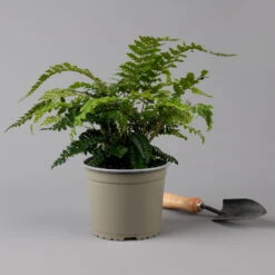Japanischer Schildfarn, Topf-Ø 17 Cm, 2er-Set -Biohort Gartenarbeit Geschaft 0319200160 polystichum polyblepharum f 126033