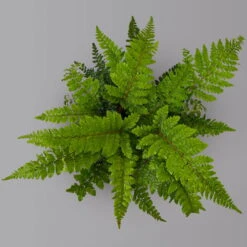 Japanischer Schildfarn, Topf-Ø 17 Cm, 2er-Set -Biohort Gartenarbeit Geschaft 0319200160 polystichum polyblepharum 125899