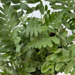 Gewöhnlicher Tüpfelfarn, Topf-Ø 17 Cm, 2er-Set -Biohort Gartenarbeit Geschaft 0319200161 polypodium vulgare 5 125049