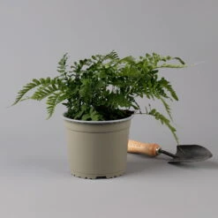 Gewöhnlicher Tüpfelfarn, Topf-Ø 17 Cm, 2er-Set -Biohort Gartenarbeit Geschaft 0319200161 polypodium vulgare f 126035