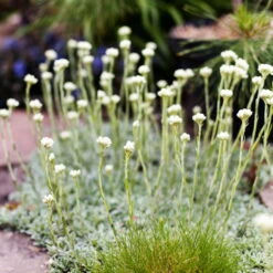 Katzenpfötchen, Weiß, Topf-Ø 13 Cm, 6er-Set