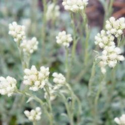Katzenpfötchen, Weiß, Topf-Ø 13 Cm, 6er-Set -Biohort Gartenarbeit Geschaft 0319200173 Antennaria dioica T13 weiss 6er Set 3 126575