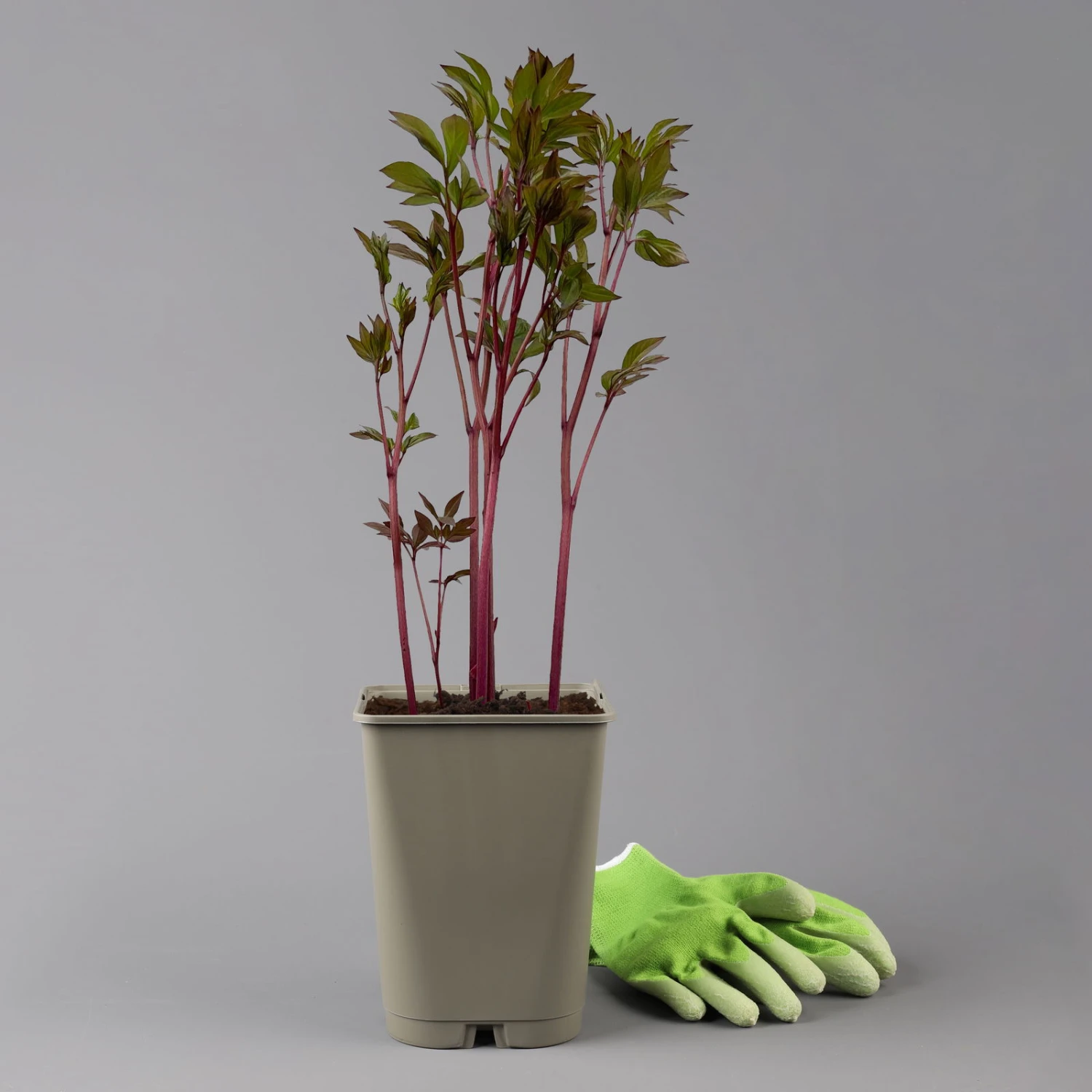 Kölle's Beste Edel-Pfingstrose 'Felix Crousse' Rot, 3 Liter Topf 2 Kölle's Beste Edel-Pfingstrose 'Felix Crousse' Rot, 3 Liter Topf – Bild 2