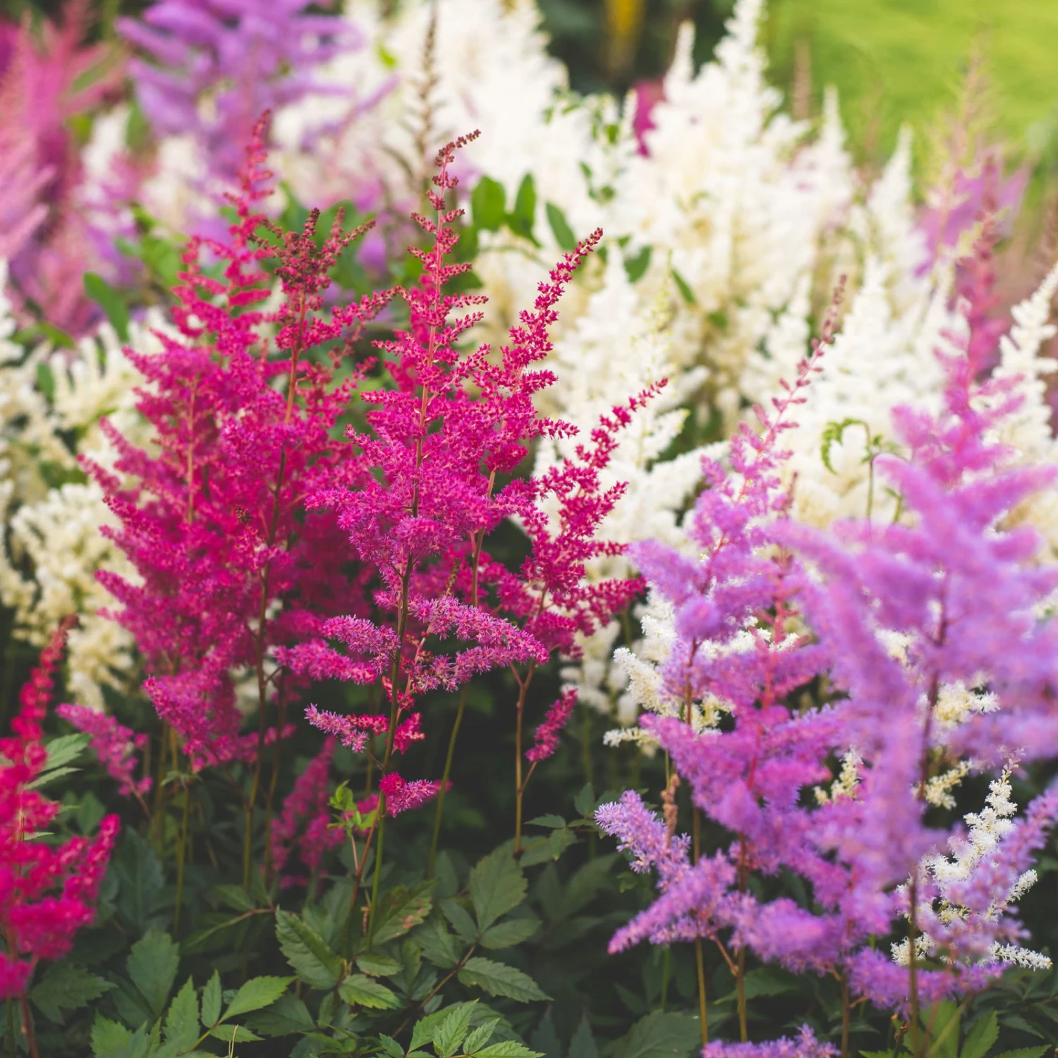 Prachtspiere 'Vision'®, Farbe Nach Verfügbarkeit, Topf-Ø 19 Cm 2 Prachtspiere 'Vision'®, Farbe Nach Verfügbarkeit, Topf-Ø 19 Cm – Bild 2