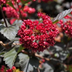 Rotblättrige Blasenspiere 'Diabolo'®, Cremeweiß, Höhe 30-60 Cm, Topf 5 Liter -Biohort Gartenarbeit Geschaft 0410110584 Physocarpus op Diabolo 3 92980