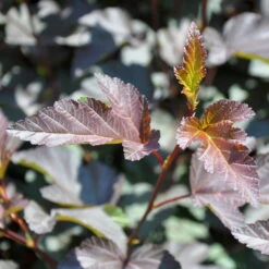 Rotblättrige Blasenspiere 'Diabolo'®, Cremeweiß, Höhe 30-60 Cm, Topf 5 Liter -Biohort Gartenarbeit Geschaft 0410110584 Physocarpus op Diabolo 4 92983