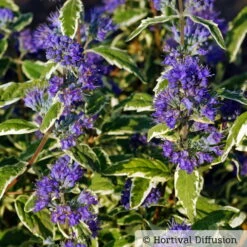 Weißbunte Bartblume 'White Surprise®'.cov, Caryopteris Clandonensis, Topf 5 Lt.